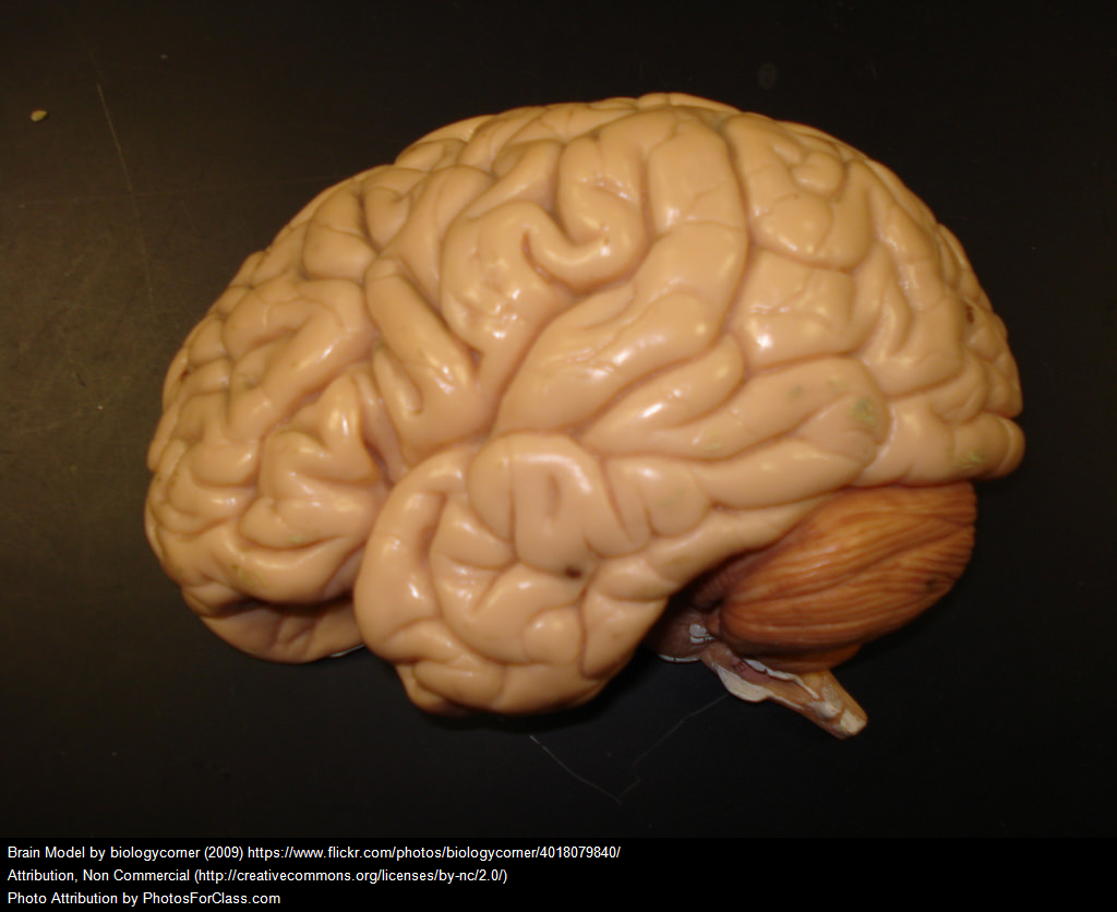 Behavioral Health And Science