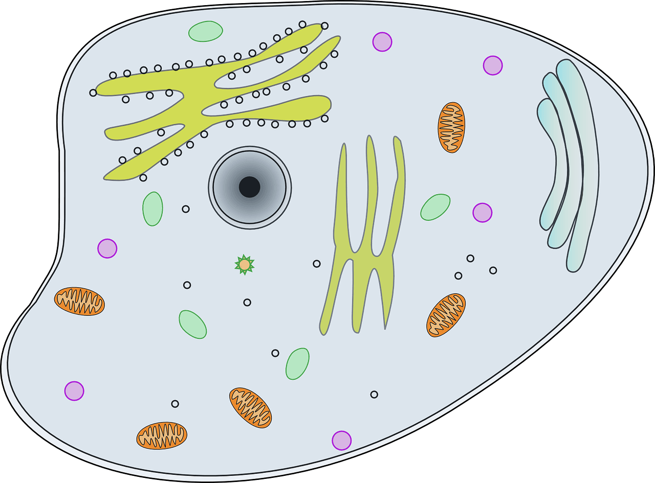 Video: Student Models Of Plant & Animal Cells | Larry Ferlazzo's