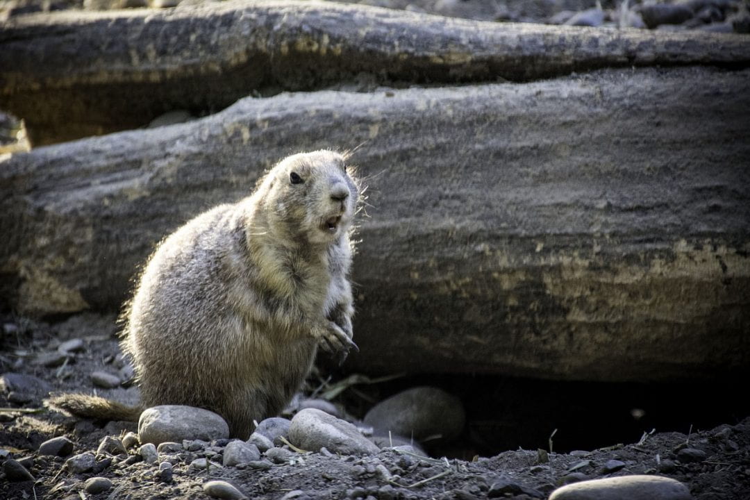 is groundhog day feb 2