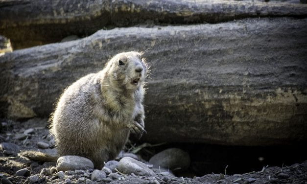 Feb. 2nd Is Groundhog Day – Here Are Teaching & Learning Resources