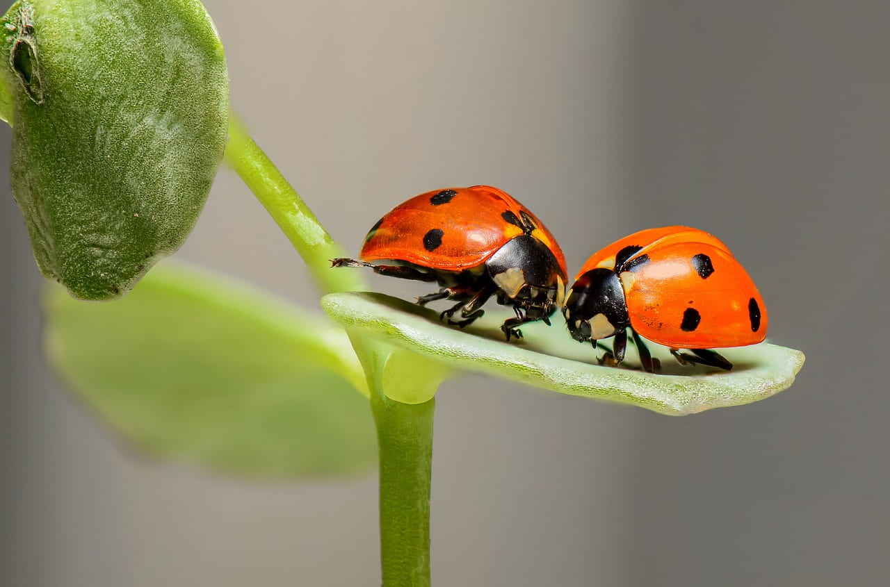 “The Collapse Of Insects”